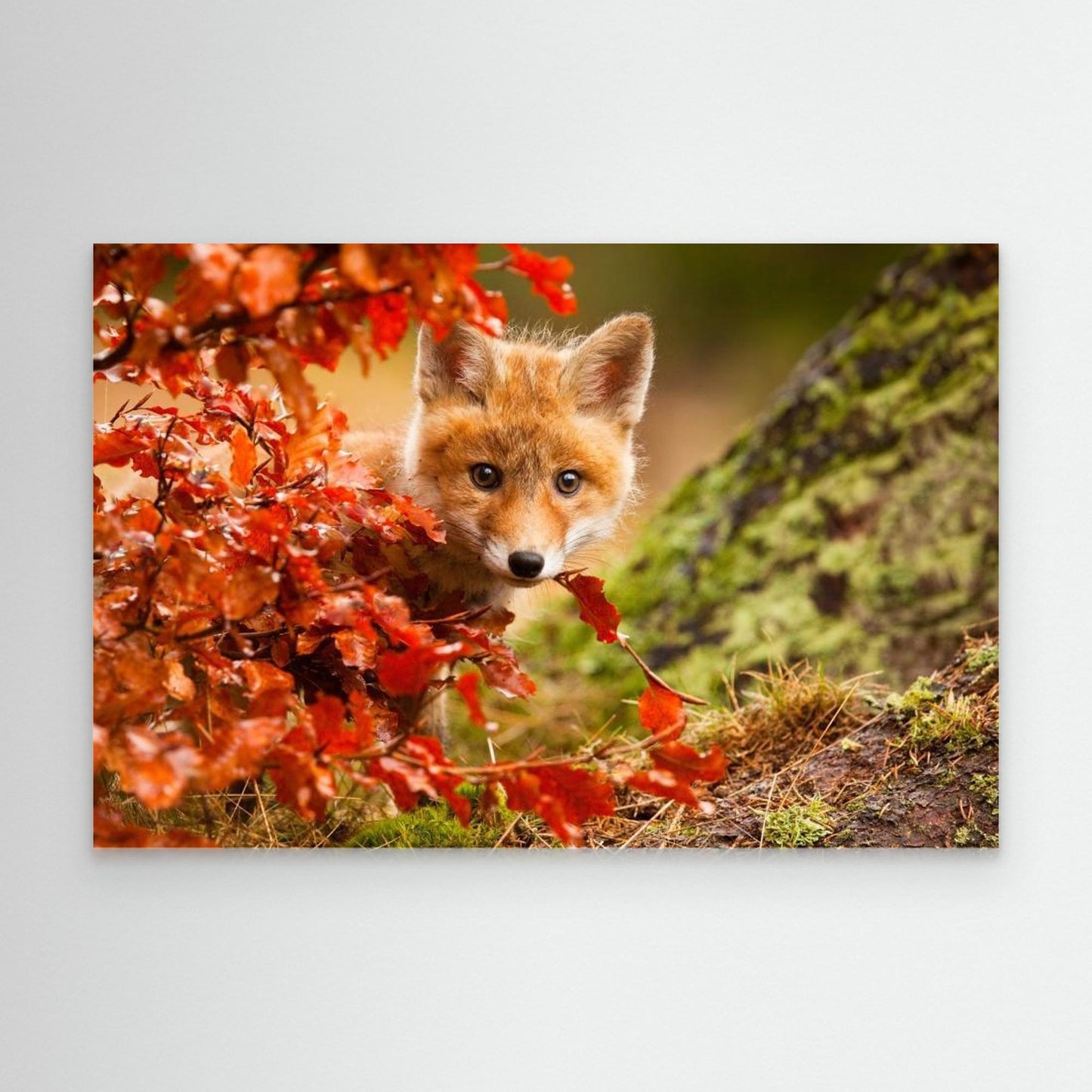 Fox by Robert Adamec