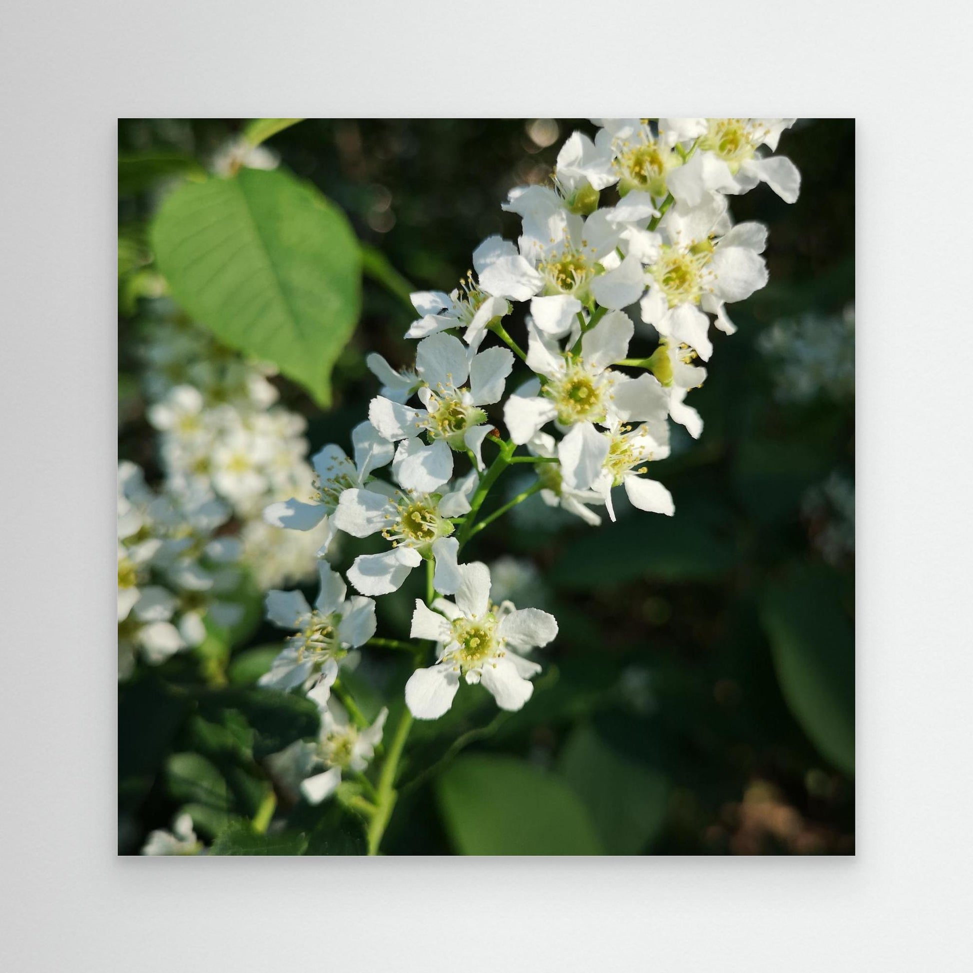 Spring time