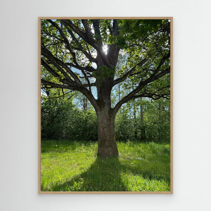 Old Oak Tree