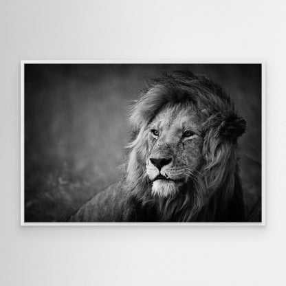 Regal by Mohammed Alnaser