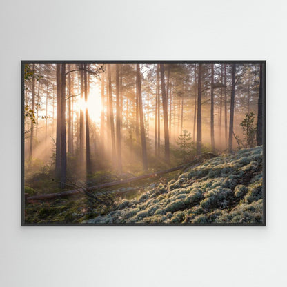 Fog in the forest with white moss in the forground by Christian Lindsten
