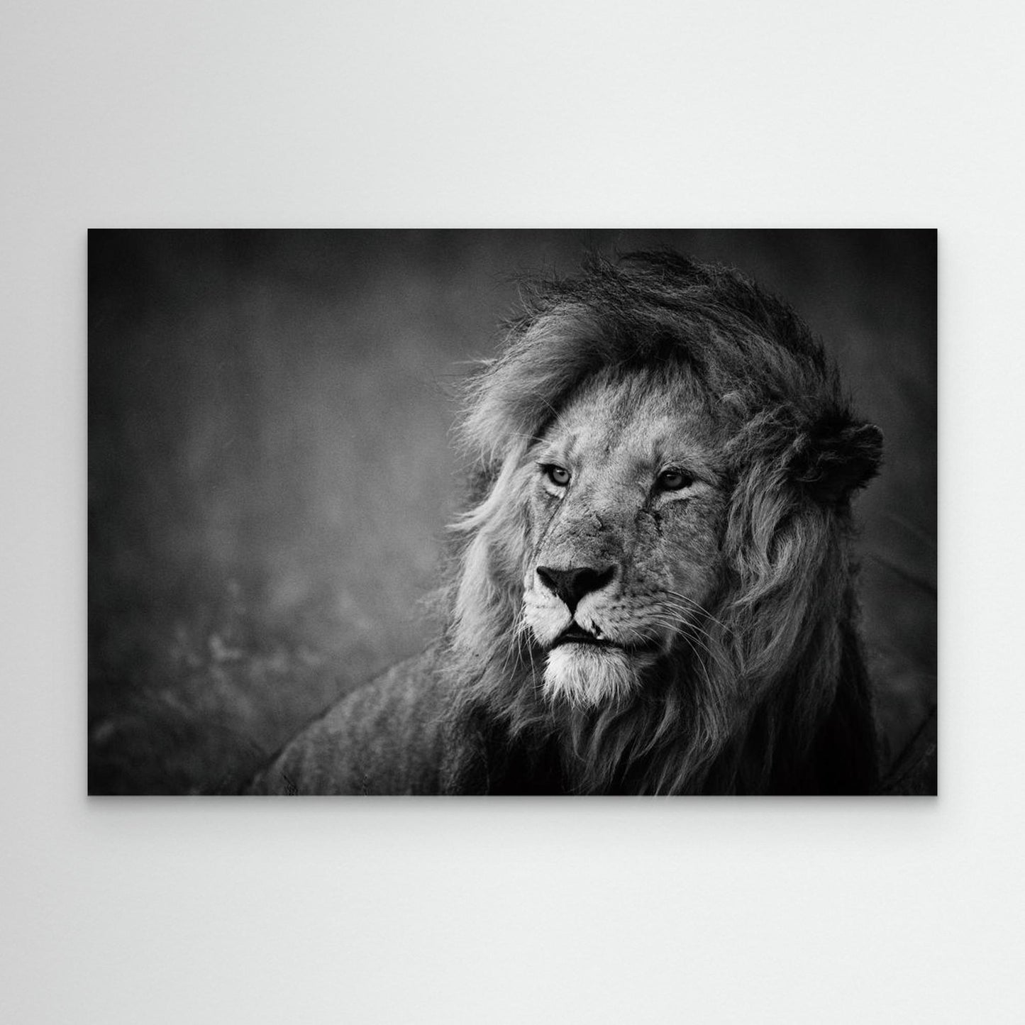 Regal by Mohammed Alnaser