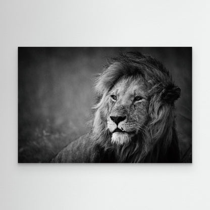 Regal by Mohammed Alnaser