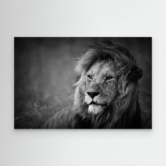 Regal by Mohammed Alnaser